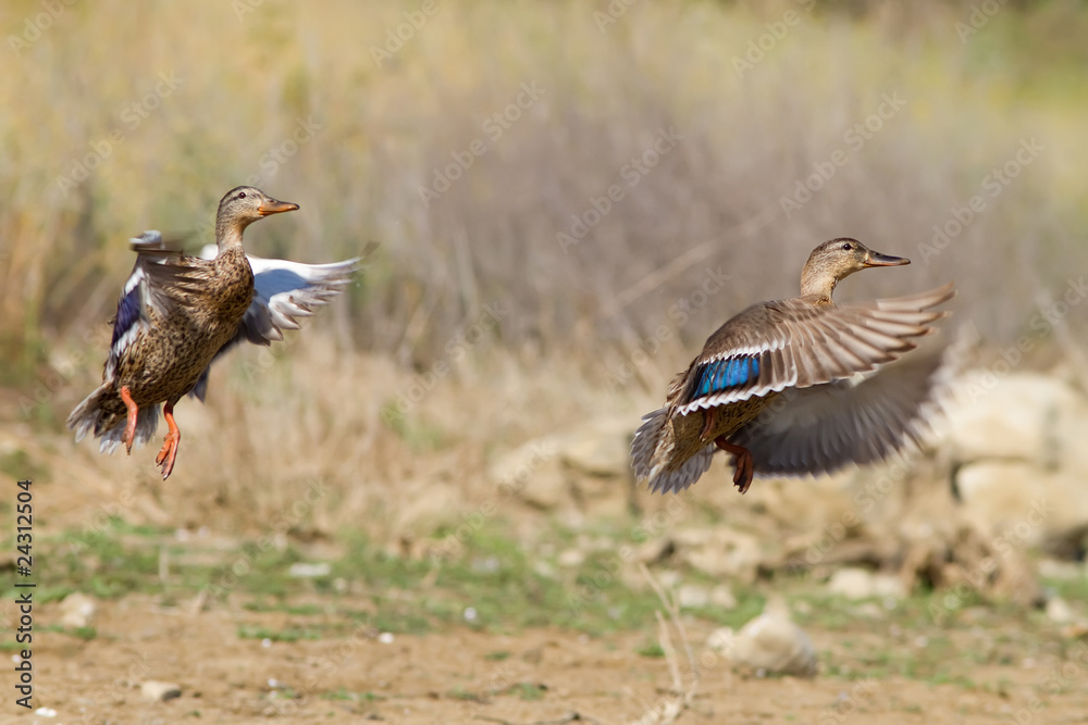 Obraz premium Two Hens