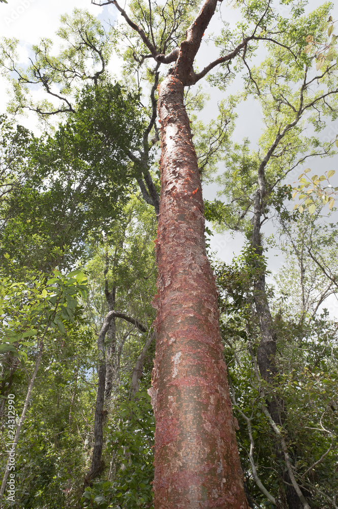 Fototapeta premium Gumbo limbo