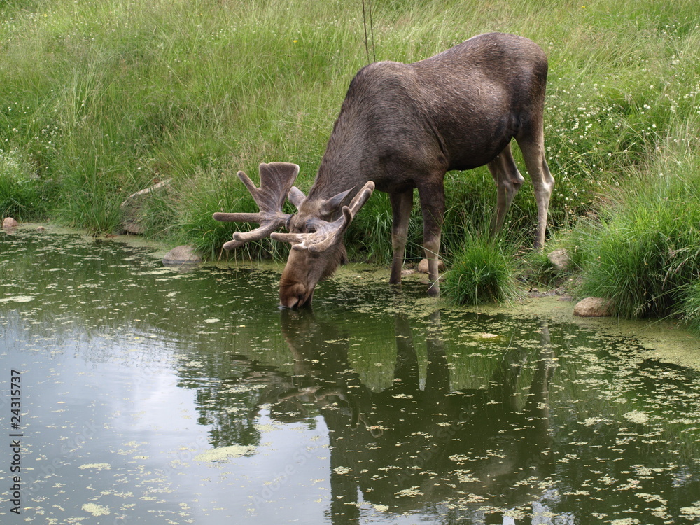 Fototapeta premium łoś