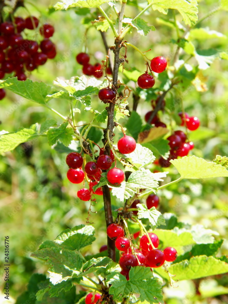 reife rote Johannisbeeren reife rote Johannisbeeren