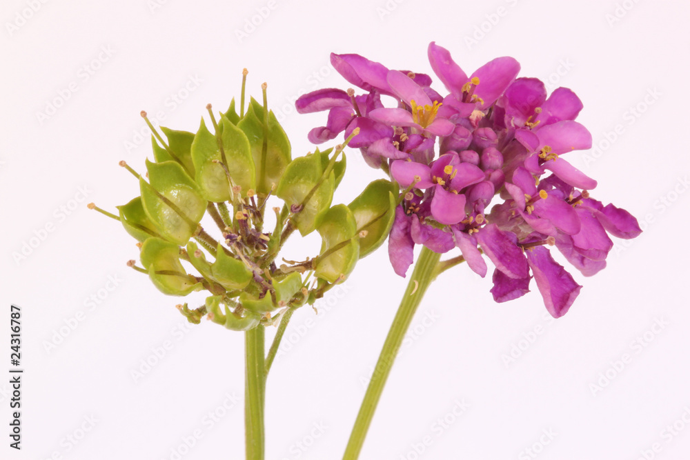 Fototapeta premium Schleifenblume3