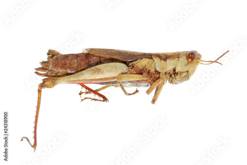 grasshopper insect
