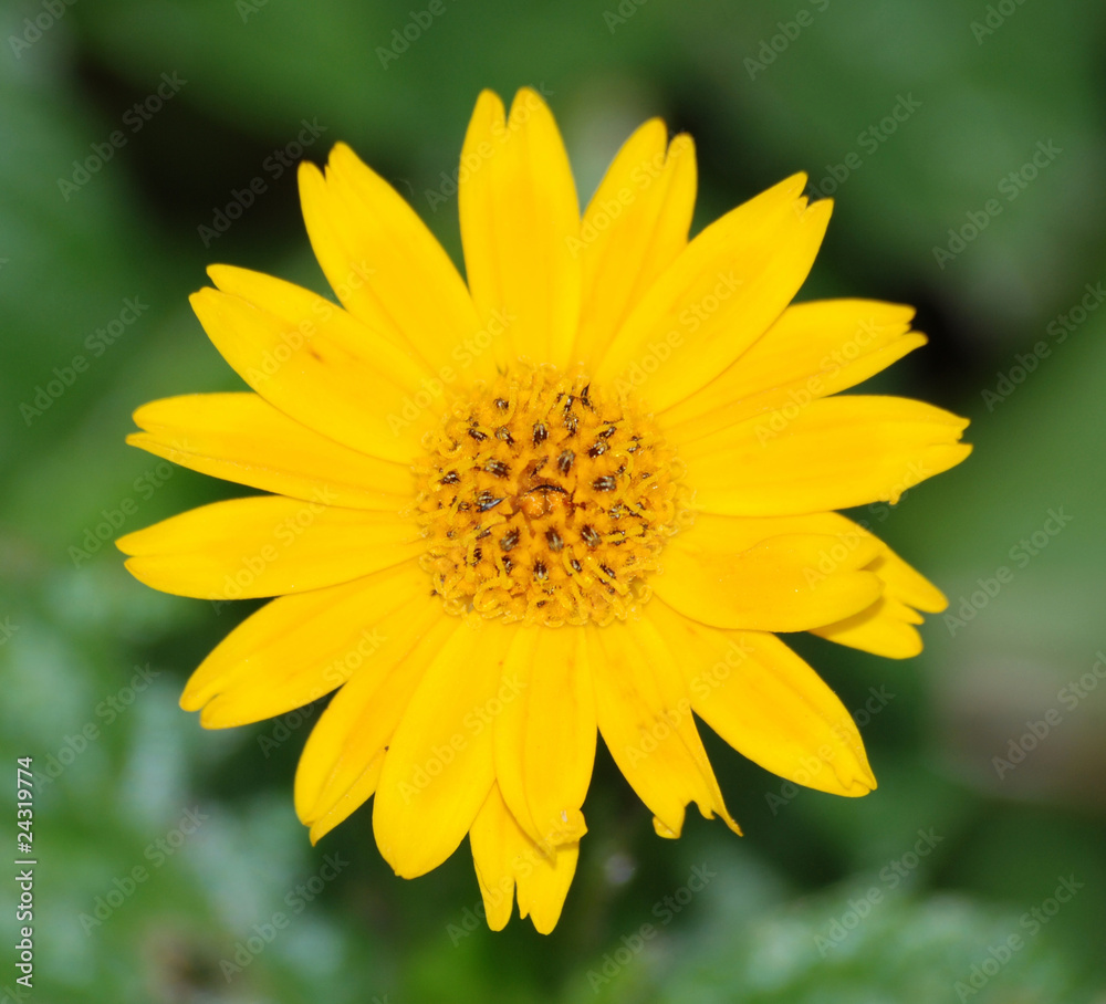 Obraz premium single flower