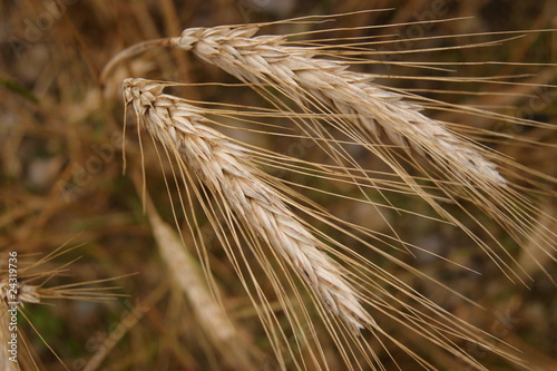 Getreideähren photo