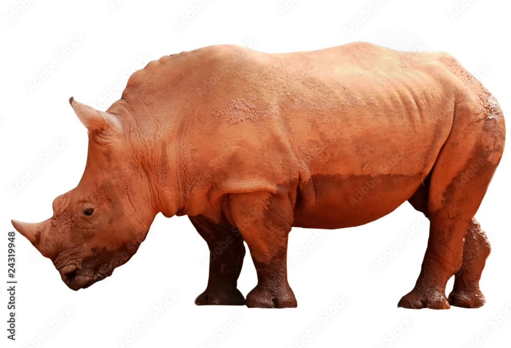 Obraz premium animal rhino