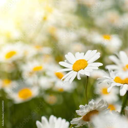 white chamomiles on meadow © artjazz