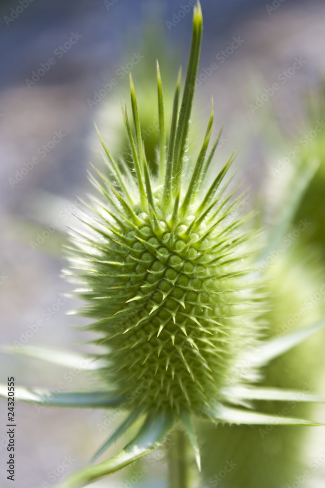 Green wild teasel