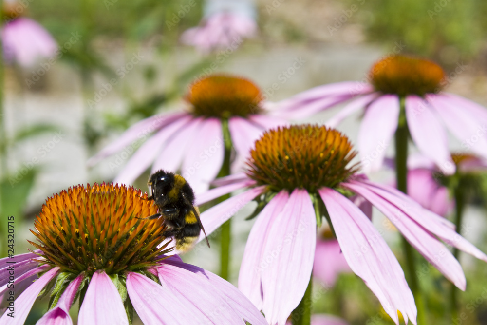Purple echinacea purpurea with bumble bee Purple echinacea purpurea with bumble bee