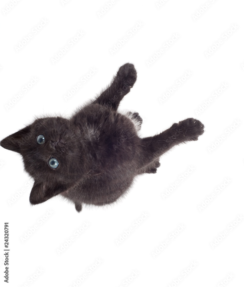 Obraz premium Little cute kitten