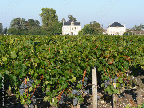 Bordeaux vineyard photo