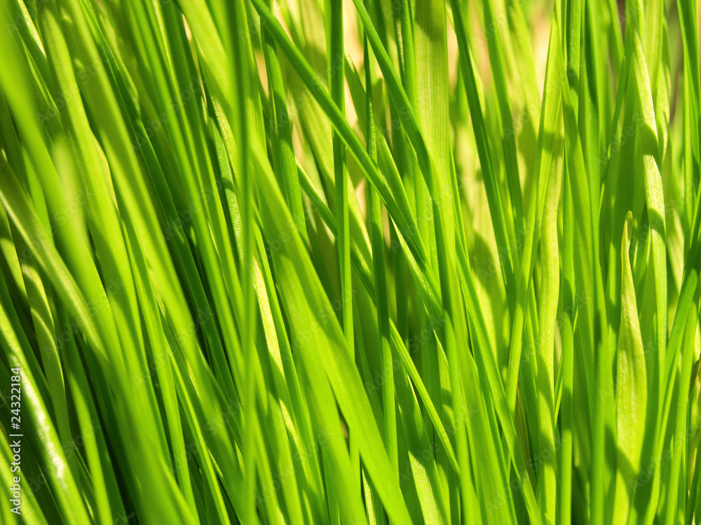 Green Grass Close-Up Green Grass Close-Up