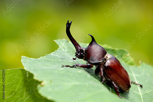 Rhinoceros beetle (Allomyrina dithotomus) photo