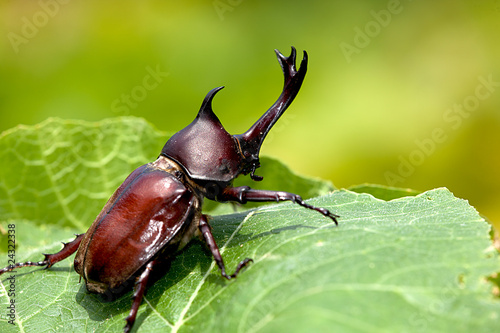 Rhinoceros beetle (Allomyrina dithotomus) © nicholashan