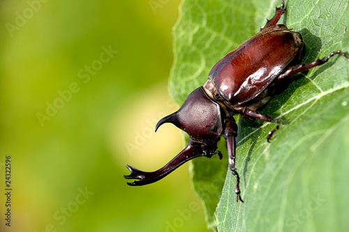 r Rhinoceros beetle (Allomyrina dithotomus) © nicholashan