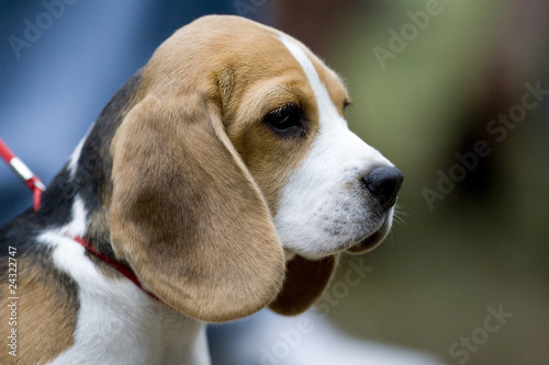 BEAGLE