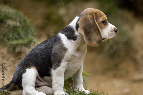BEAGLE