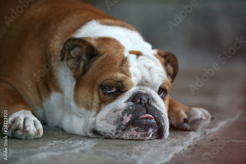 ENGLISH BULLDOG