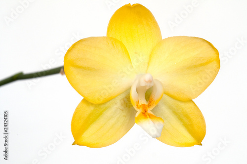 Gelbe Orchideenblüte einer Phalaenopsis