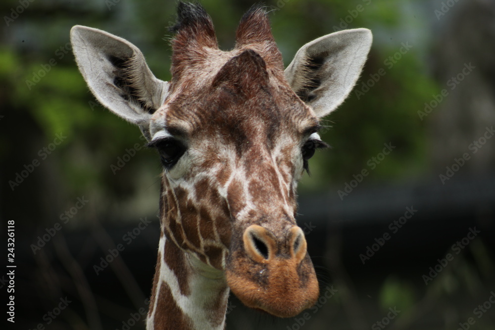 Obraz premium Giraffe