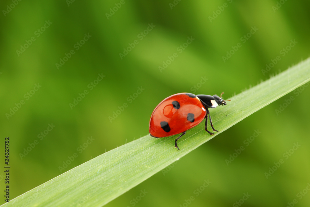 Fototapeta premium ladybug on grass