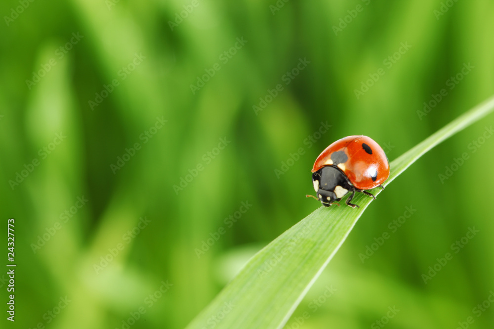 Fototapeta premium ladybug on grass
