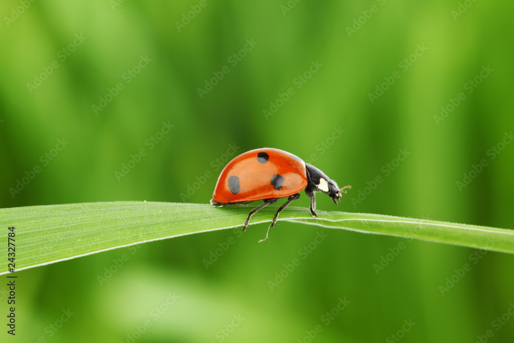 ladybug on grass ladybug on grass