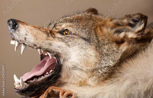 killed wild animal taxidermy