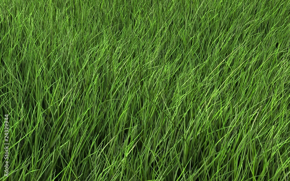Green grass field Green grass field