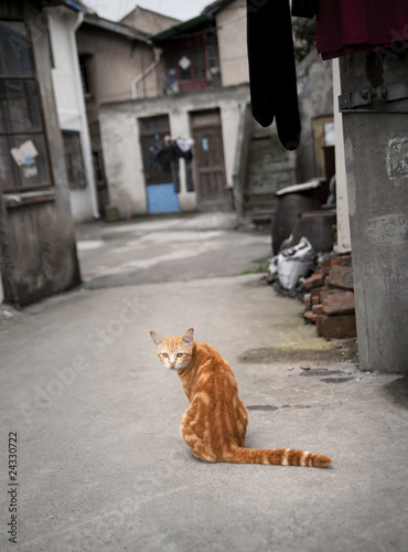 Red cat in narrow street