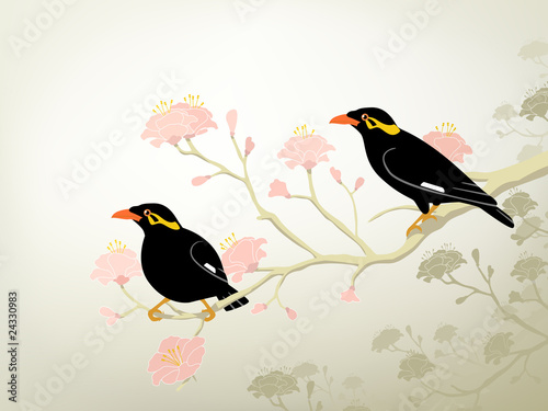 Myna birds
