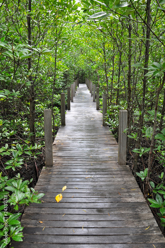 mangrove forest boardwalk