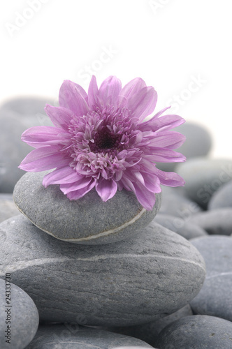 Zen pebbles with pink flower