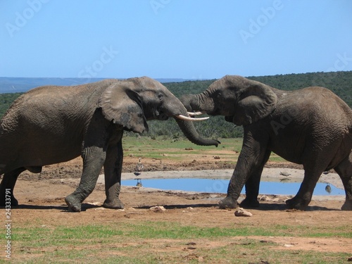 Elefanten k  mpfen am Wasserloch