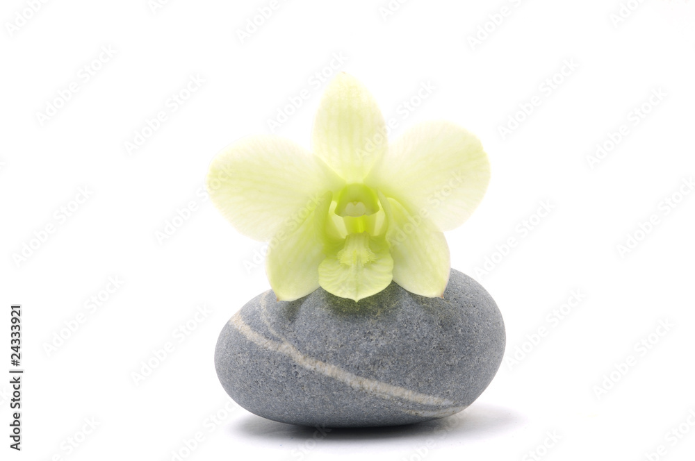 Beautiful orchid with zen stone Beautiful orchid with zen stone