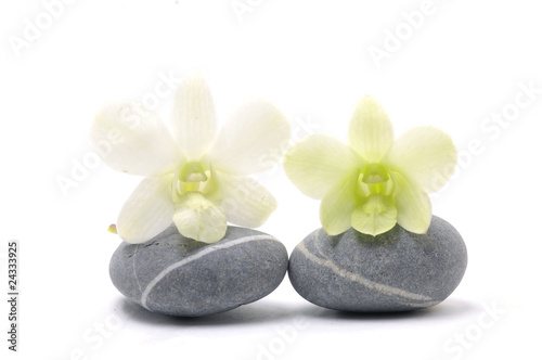 Pair of orchid on zen stone