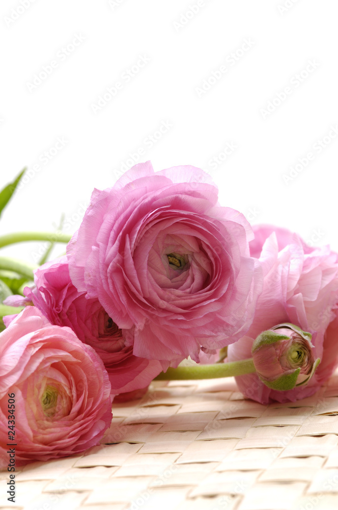 close-ups of pink dahlia isolated close-ups of pink dahlia isolated