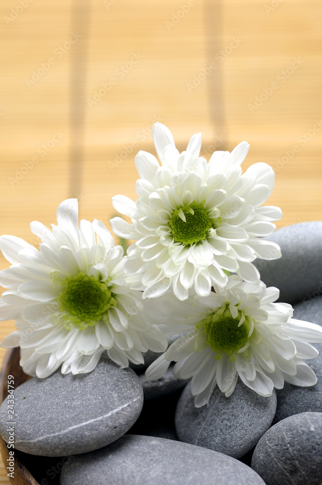 Still life with white flower and gray pebbles Still life with white flower and gray pebbles