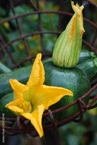 Zucchiniblüte  (Cucurbita ) photo