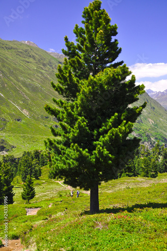 Zirbe in Österreich photo