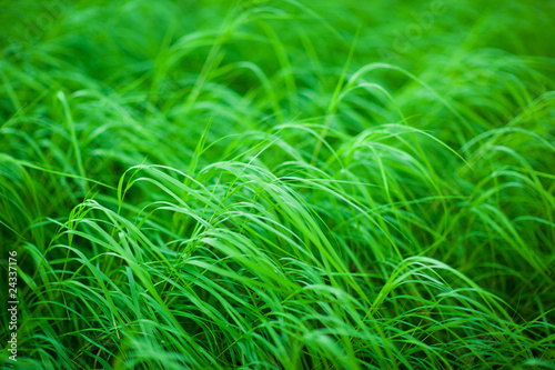 Healthy grass. Selective focus.