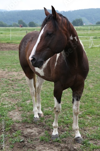 Fototapeta Naklejka Na Ścianę i Meble -  American Paint Horse