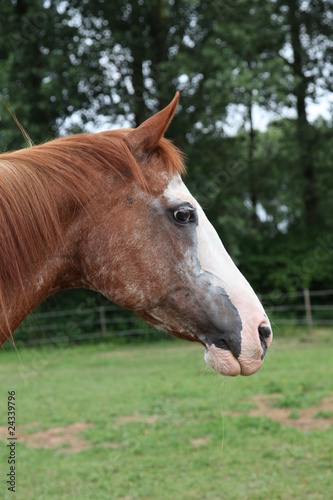Sehr altes Pferd © Jeanette Dietl