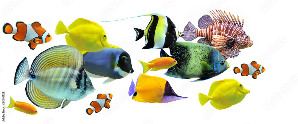 Naklejka premium group of fishes