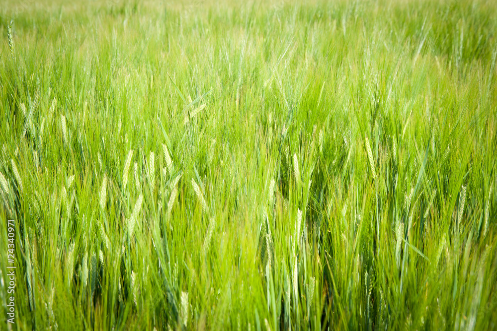 Gerstenfeld Gerstenfeld