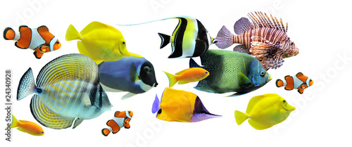 group of fishes