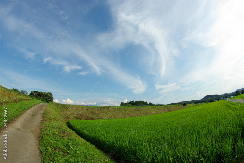 Fototapeta premium 稲と空と道