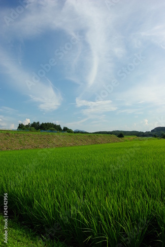 稲と青空