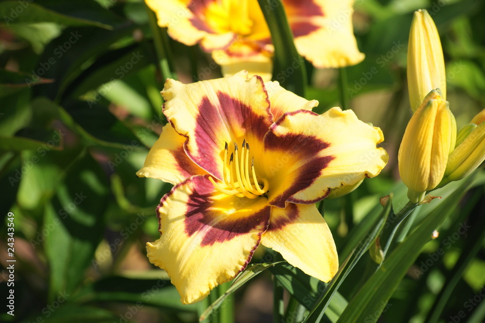 Fototapeta premium El Desperado-Taglilie