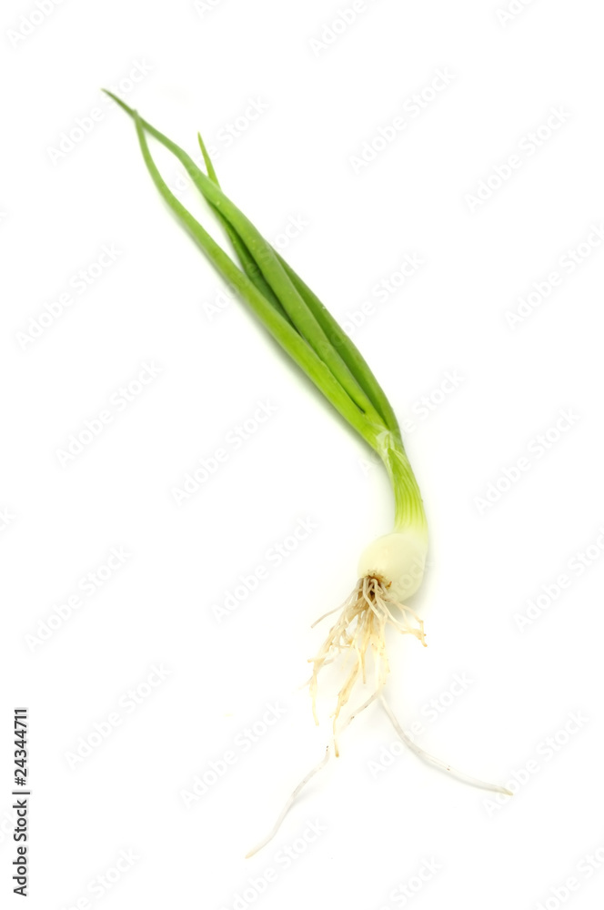 Fototapeta premium Spring Onion