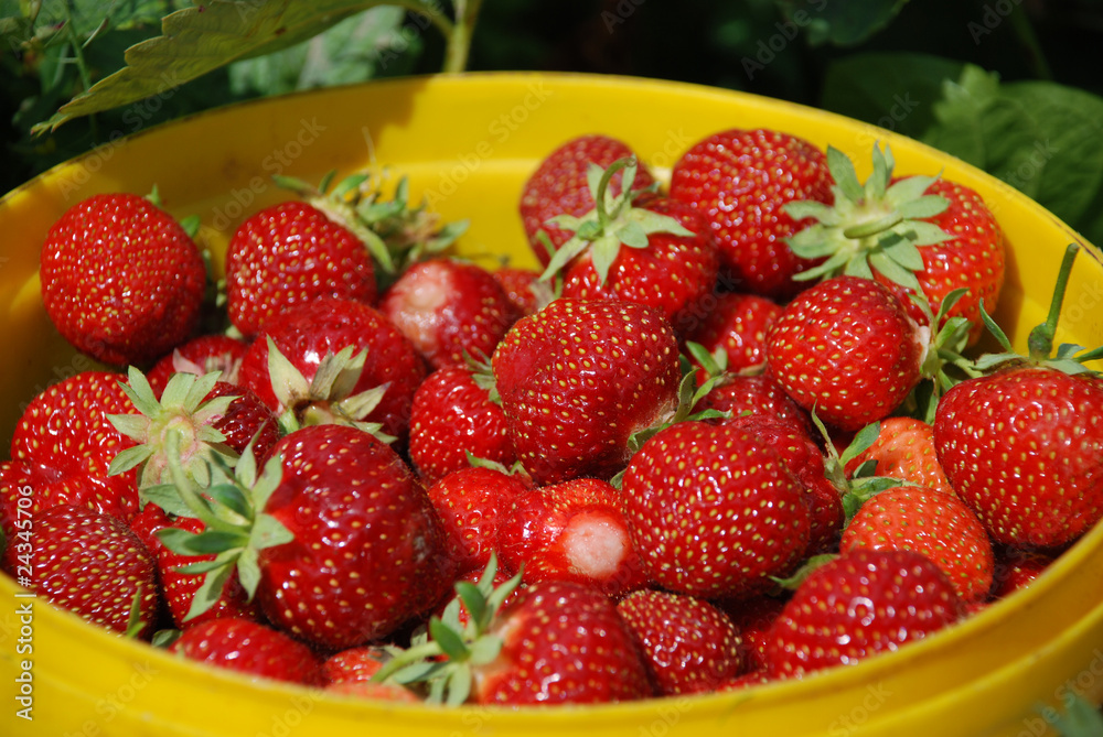 Strawberries Strawberries